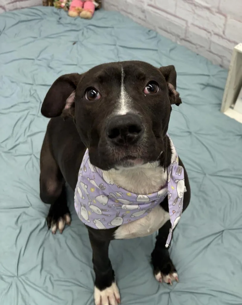 Sprouting Flower thumbnail 2