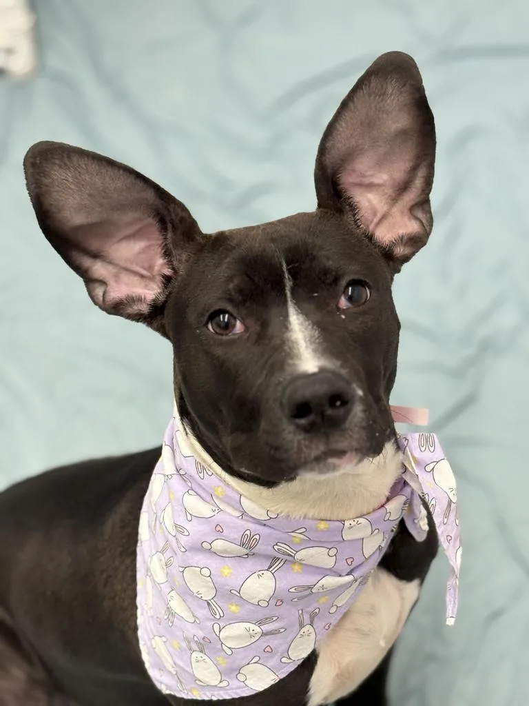 Sprouting Flower thumbnail 3