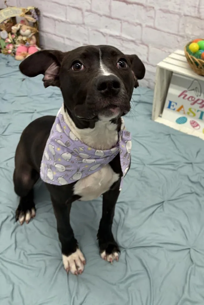 Sprouting Flower thumbnail 4