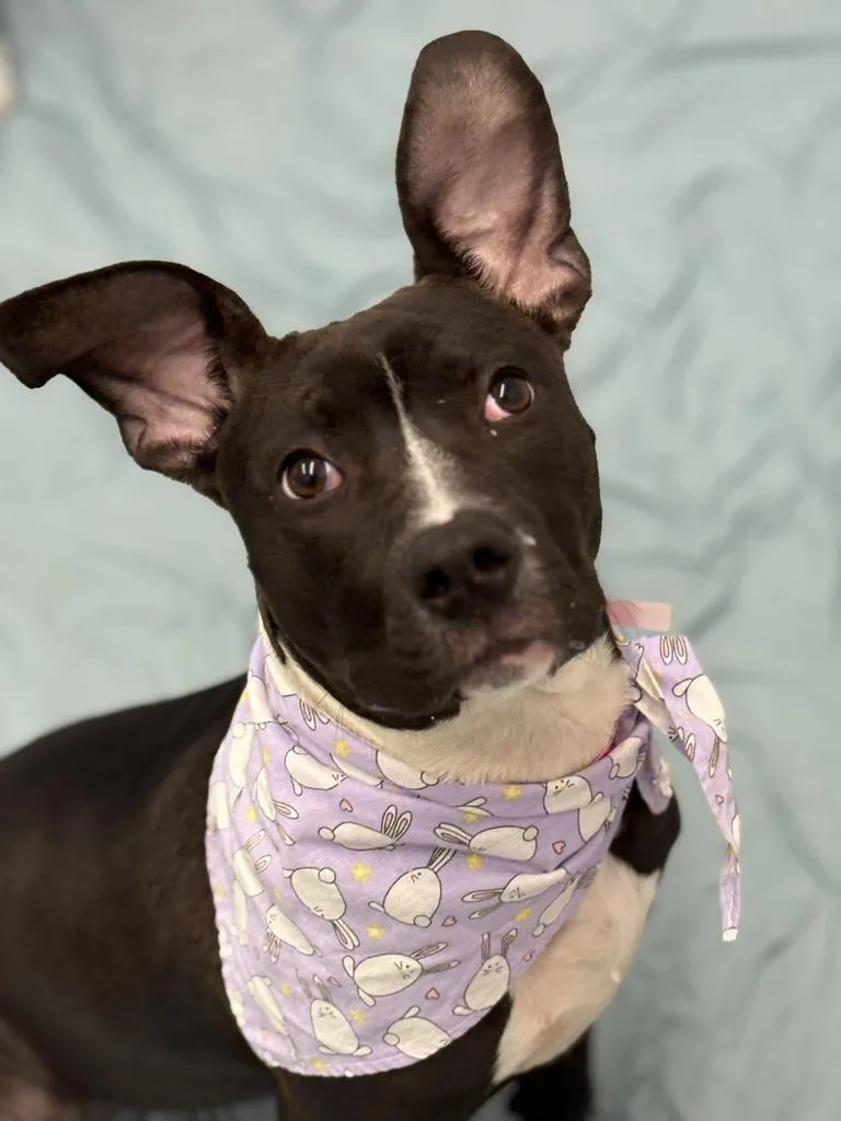 Sprouting Flower thumbnail 5