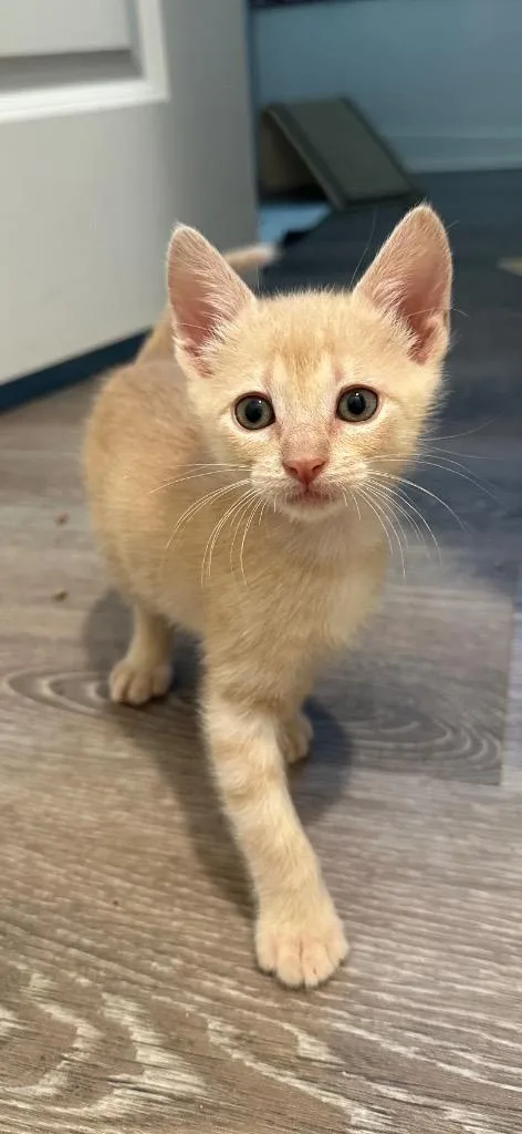 A baby medium-sized male Domestic Short Hair cat named Cheese for adoption in Spring, TX