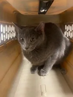 A young small-sized female Domestic Short Hair cat named Smoky for adoption in Saint Cloud, FL