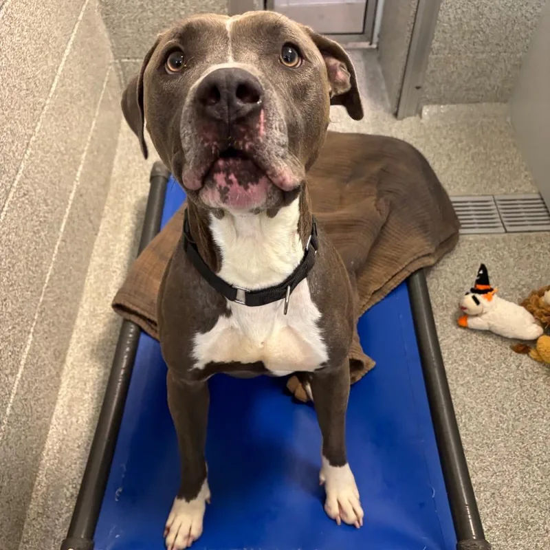 An adult medium-sized male Gray / Blue / Silver Mixed Breed dog named Kobe for adoption in Washington Township, OH