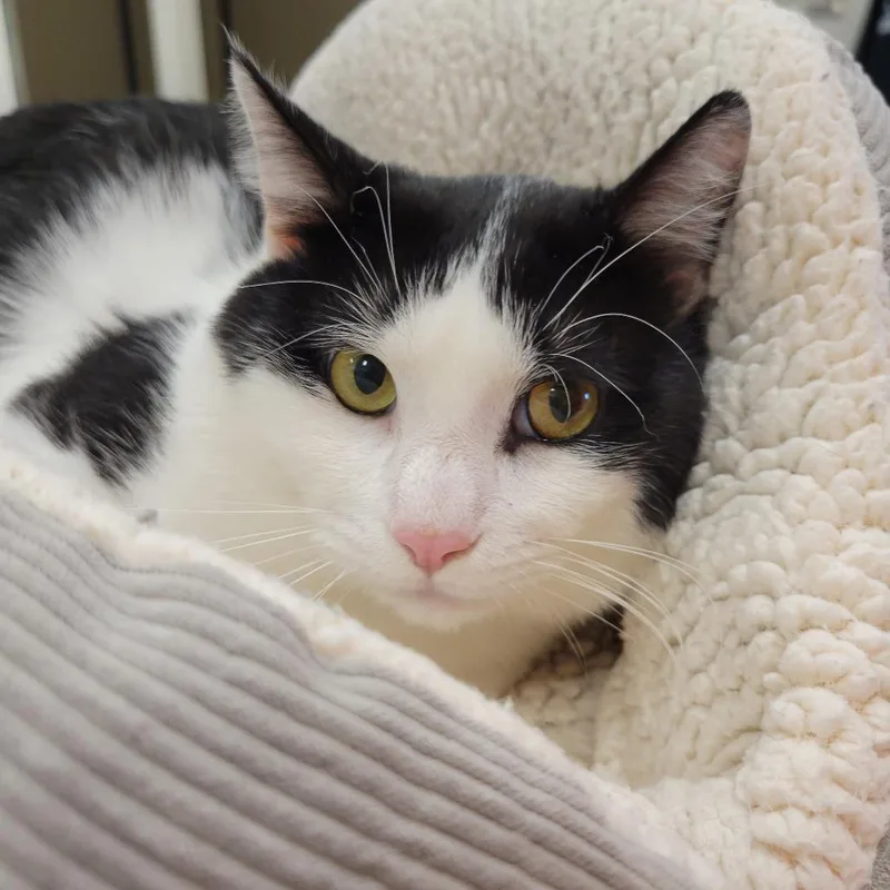 An adult large-sized male Black Domestic Short Hair cat named Bug for adoption in Nashville, IN