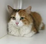An adult medium-sized female Calico Domestic Long Hair cat named Coco Chanel for adoption in Neillsville, WI