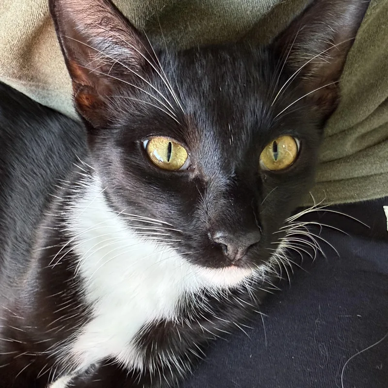 A young medium-sized male Tuxedo cat named Aston for adoption in Newport Beach, CA