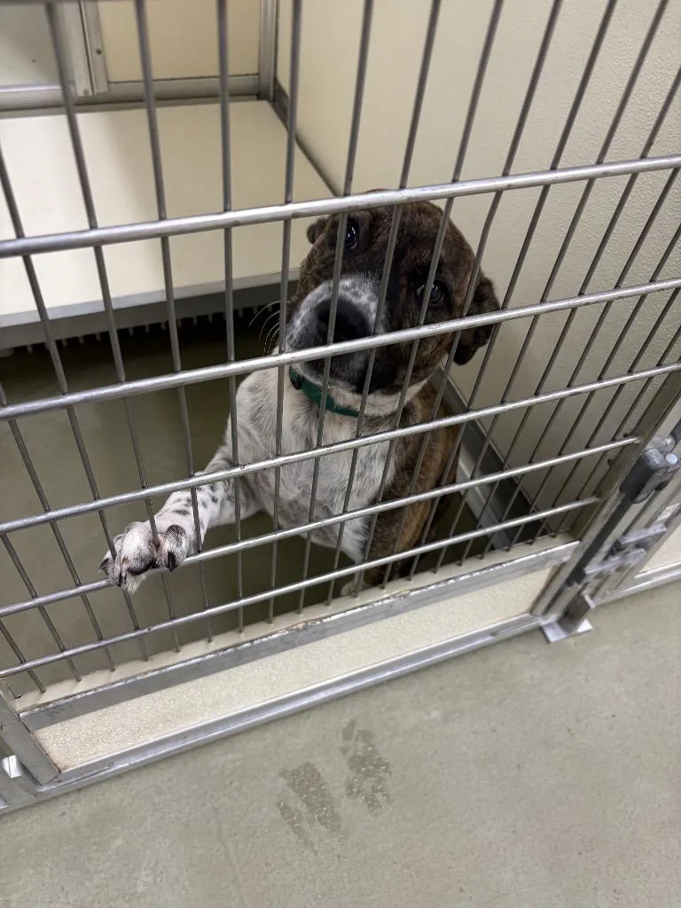 A baby medium-sized female Mixed Breed dog named Brittle for adoption in Columbia, TN
