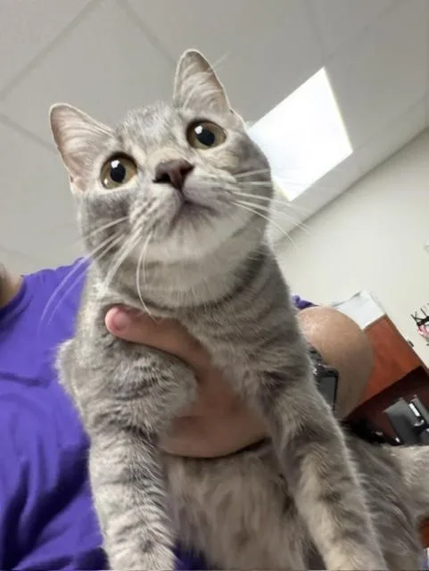 A young medium-sized female Domestic Short Hair cat named A for adoption in Pasadena, TX