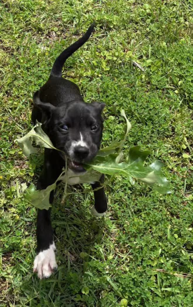 A baby medium-sized male Black Labrador Retriever dog named Cast for adoption in Watertown, CT