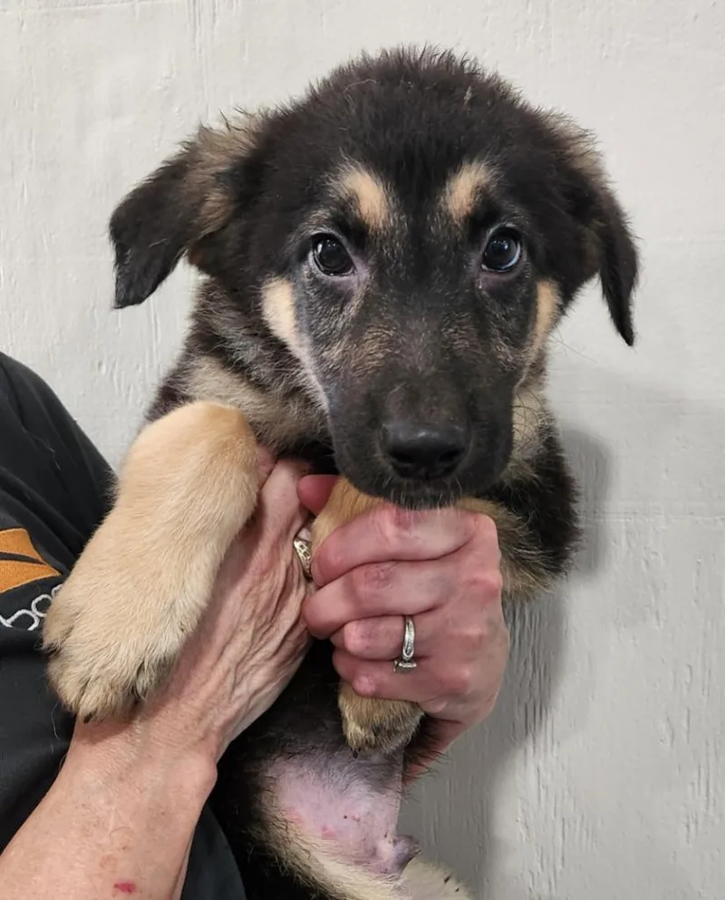 A baby medium-sized male Shepherd dog named Herman for adoption in Walnutport, PA