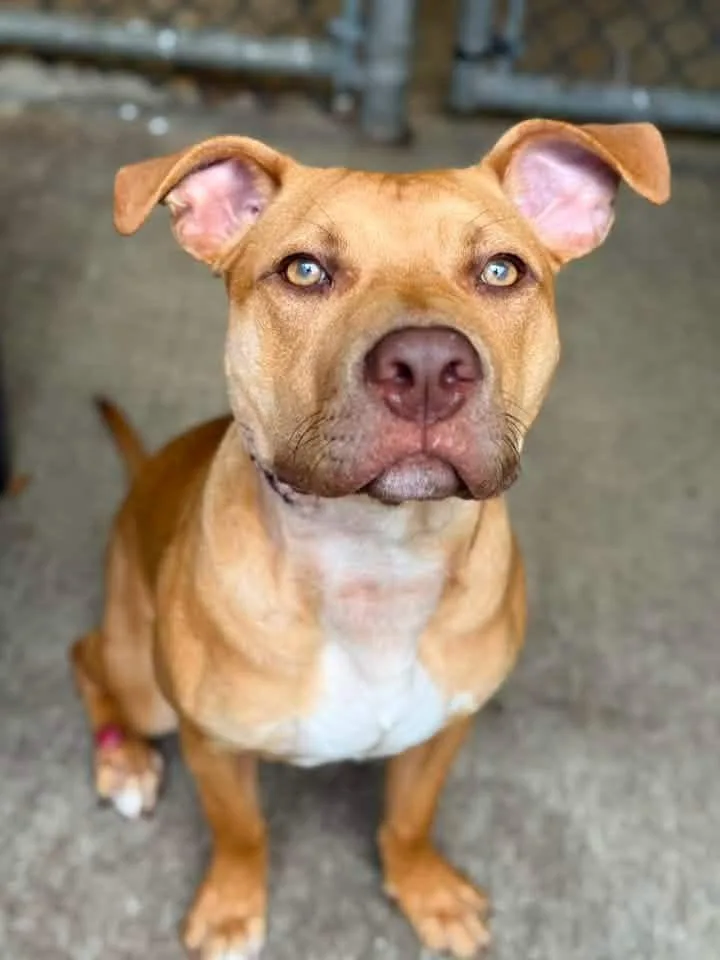 A young medium-sized male Yellow / Tan / Blond / Fawn Pit Bull Terrier dog named Rattlesnake for adoption in Chicago, IL