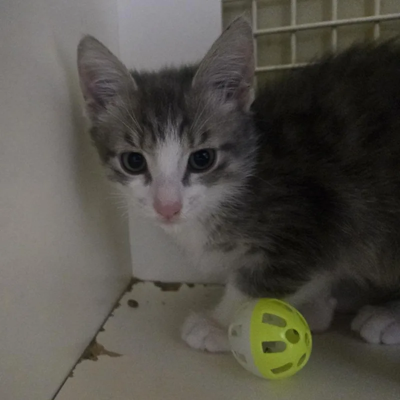 A baby small-sized male Gray / Blue / Silver Domestic Short Hair cat named Pepper Mintz for adoption in Philadelphia, PA