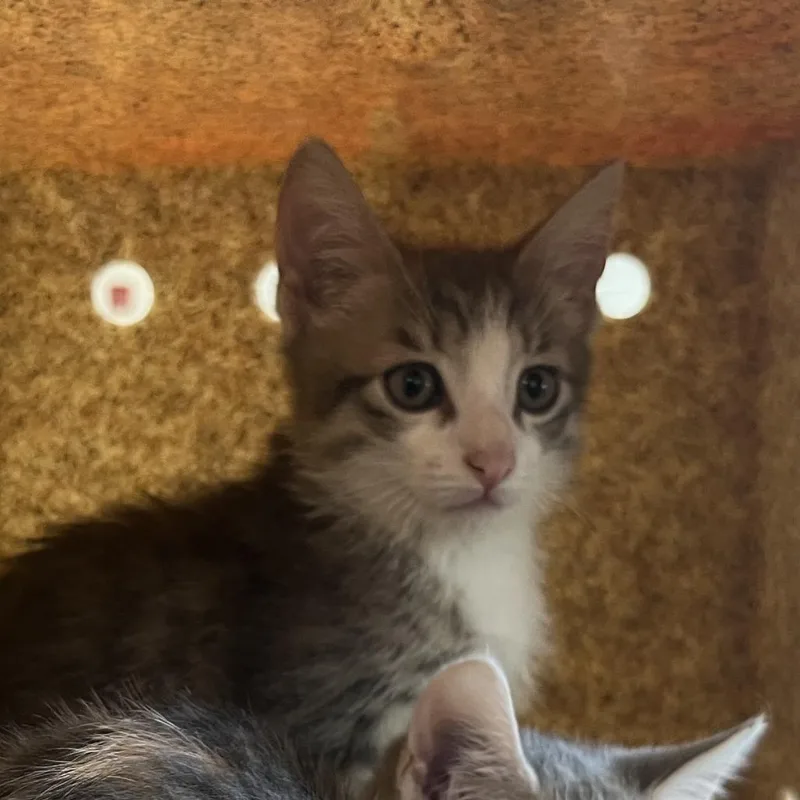 Pepper Mintz thumbnail 3