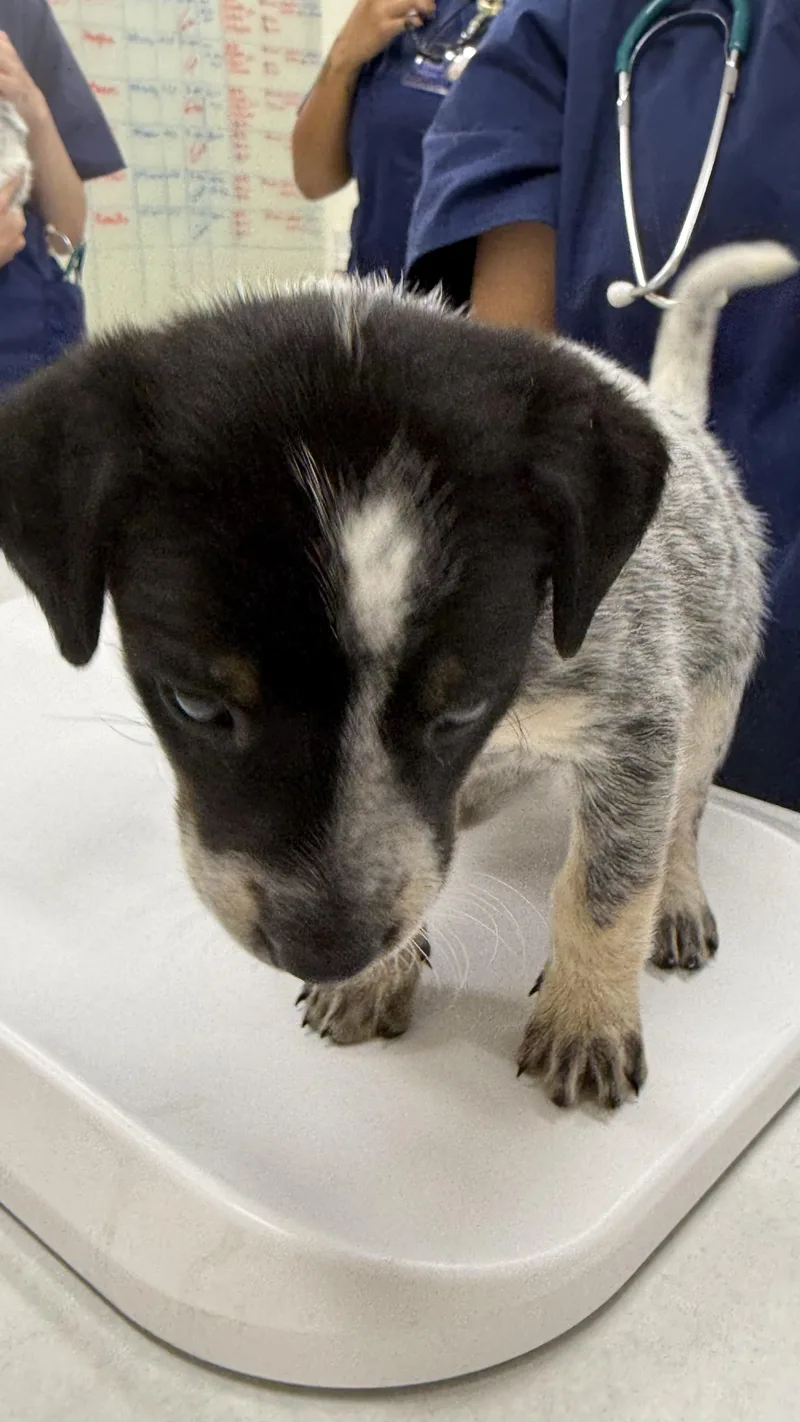 A baby medium-sized female White / Cream Australian Cattle Dog / Blue Heeler dog named Kimiko for adoption in Scottsdale, AZ