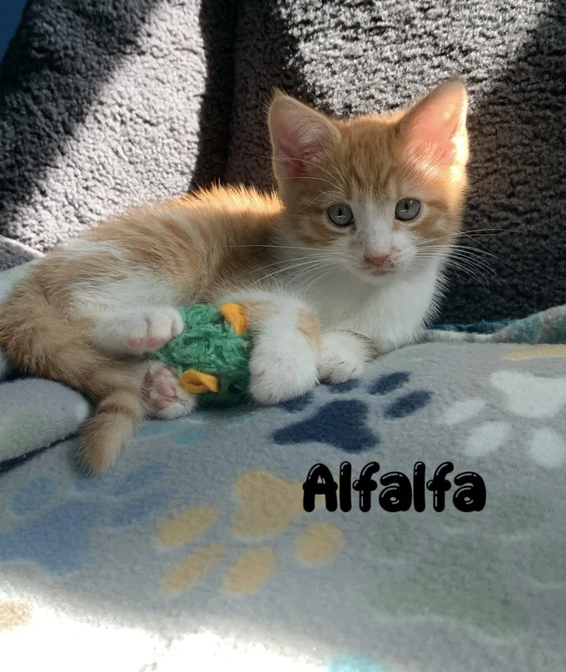 Alfalfa  Willow Grove thumbnail 2