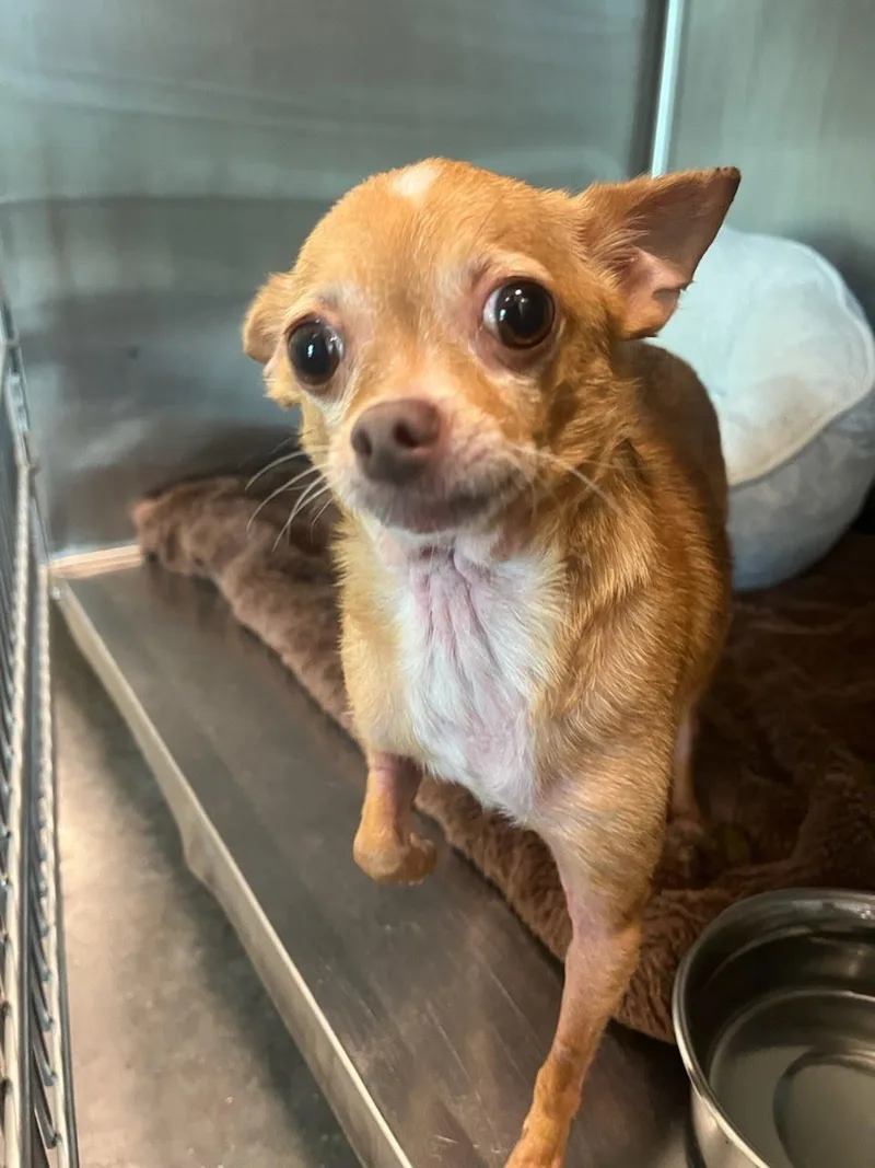 A young small-sized female Chihuahua dog named Lizzie for adoption in Tifton, GA