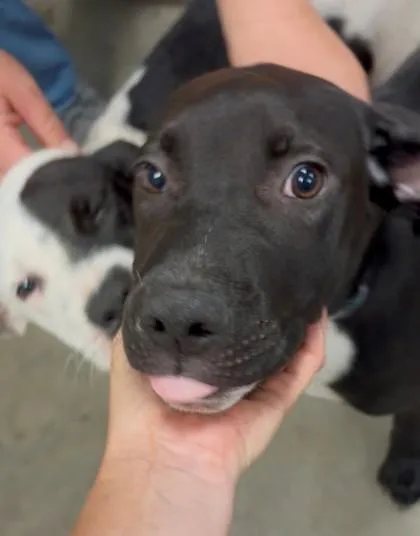 A young medium-sized male Mixed Breed dog named Mork for adoption in Madison, NJ
