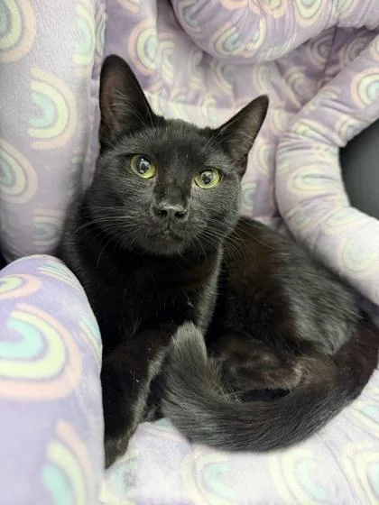 A young small-sized female Domestic Short Hair cat named Teddy for adoption in Port Republic, MD