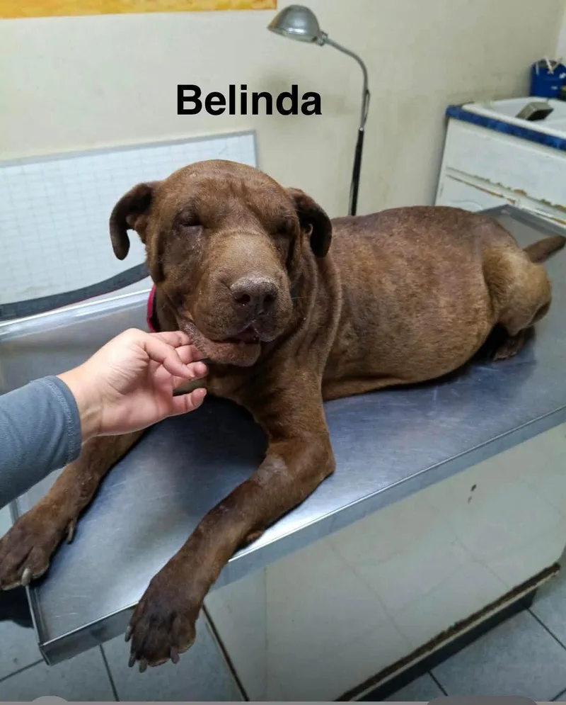 Belinda thumbnail 6