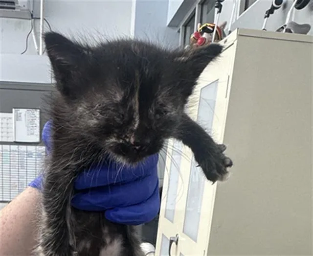 A baby medium-sized female Domestic Short Hair cat named Layla for adoption in Dallas, TX