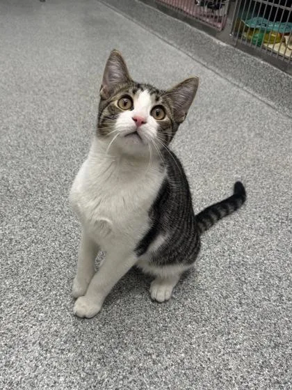 A baby medium-sized male Black Domestic Short Hair cat named Topsy Turvy for adoption in Tinley Park, IL