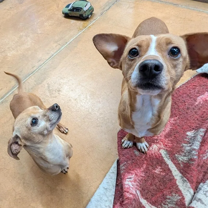 Mila & Rocco thumbnail 5
