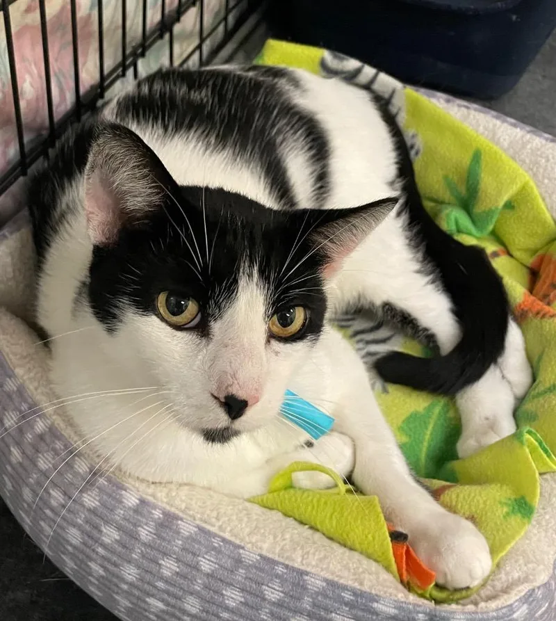 An adult medium-sized male Domestic Short Hair cat named Bandit for adoption in Muskegon, MI