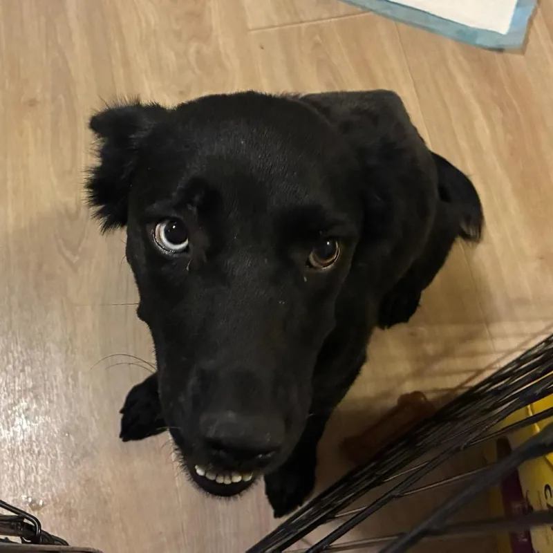A young medium-sized female Black Shepherd dog named Gretta for adoption in Alexandria, VA