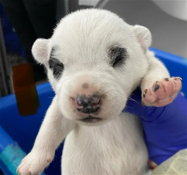 A baby medium-sized male Mixed Breed dog named Arby for adoption in Dallas, TX
