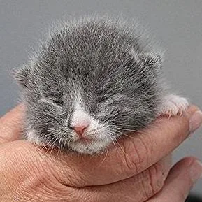 A baby small-sized male Gray / Blue / Silver Domestic Short Hair cat named Renly  Mostly Grey for adoption in Defiance, OH