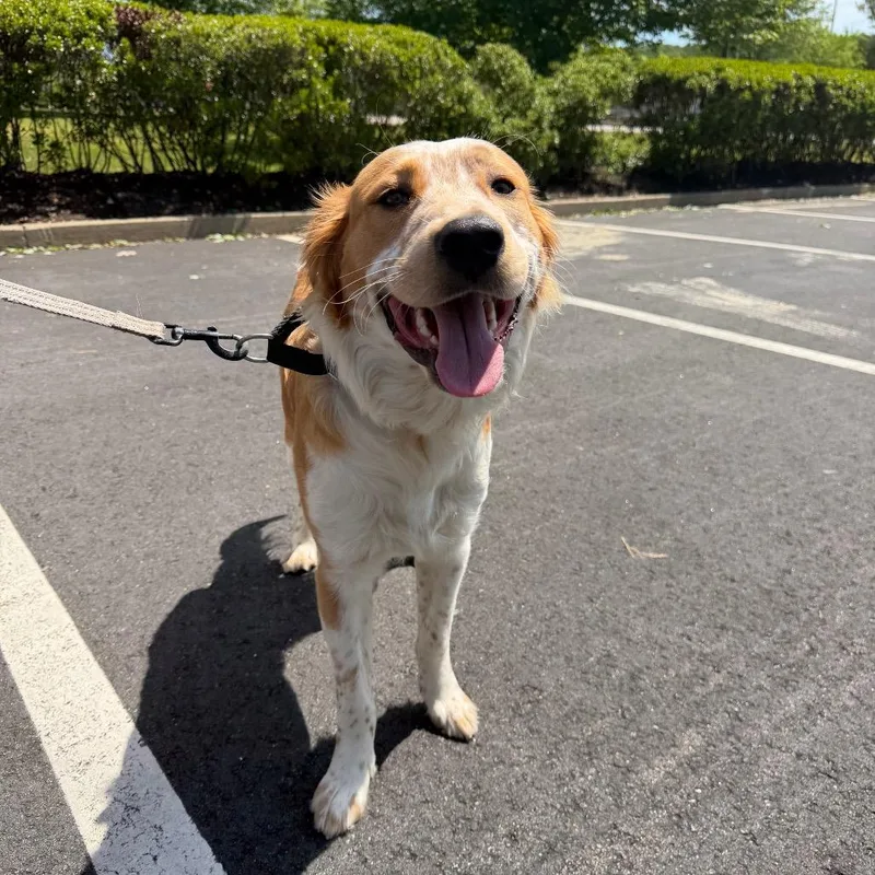 A young large-sized male White / Cream Spaniel dog named Max for adoption in Griswold, CT