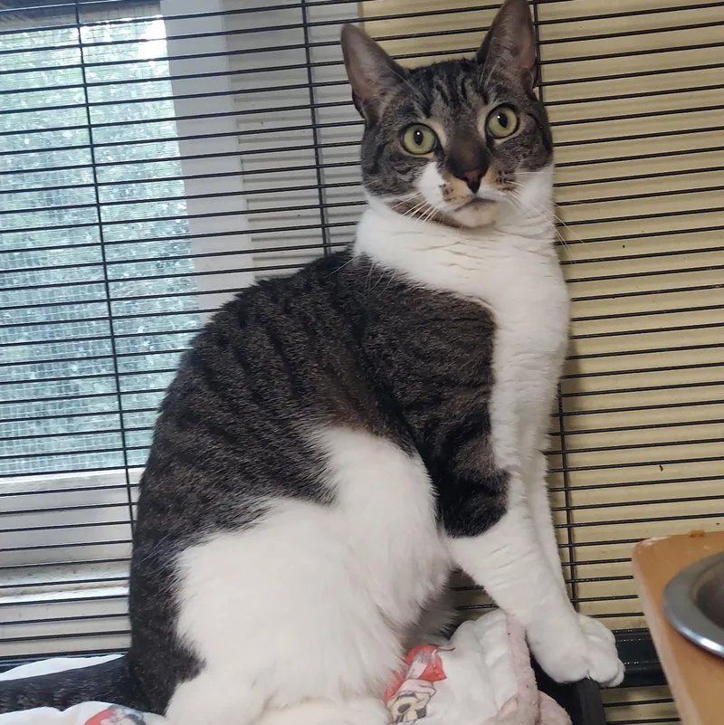 Carolina thumbnail 2