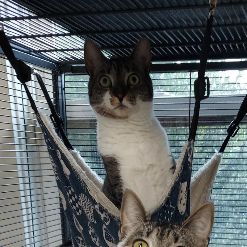 Carolina thumbnail 3