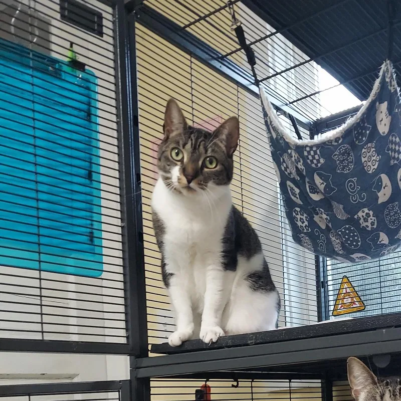 Carolina thumbnail 4