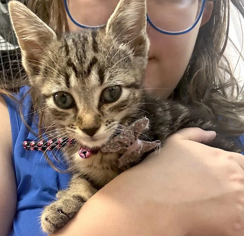 A baby medium-sized female Domestic Short Hair cat named Kendra for adoption in Albemarle, NC