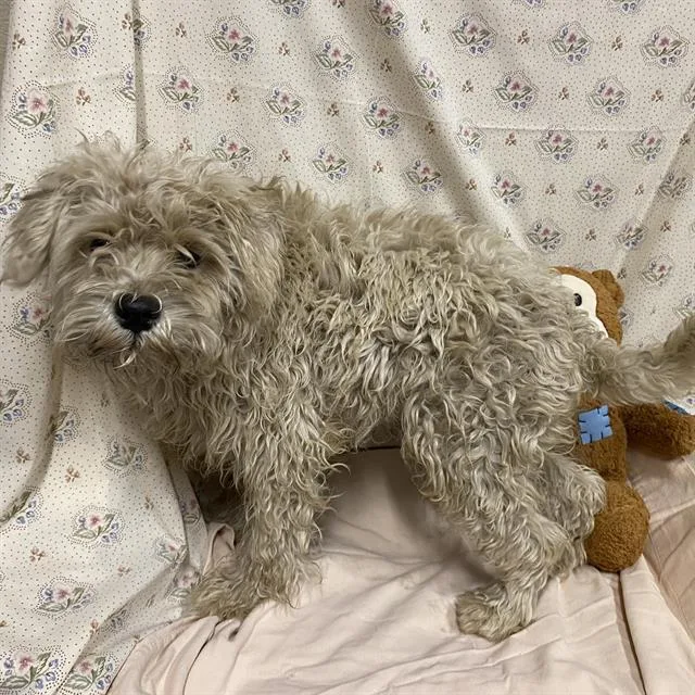 A young small-sized male Poodle dog named A for adoption in Modesto, CA