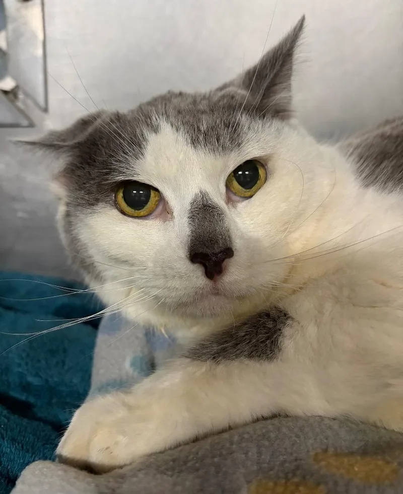 A senior medium-sized female Domestic Short Hair cat named Patty Cake for adoption in Huntington, IN