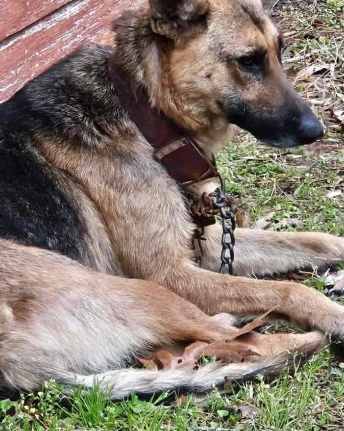 An adult large-sized female Bicolor German Shepherd Dog dog named Kallini for adoption in New Rochelle, NY