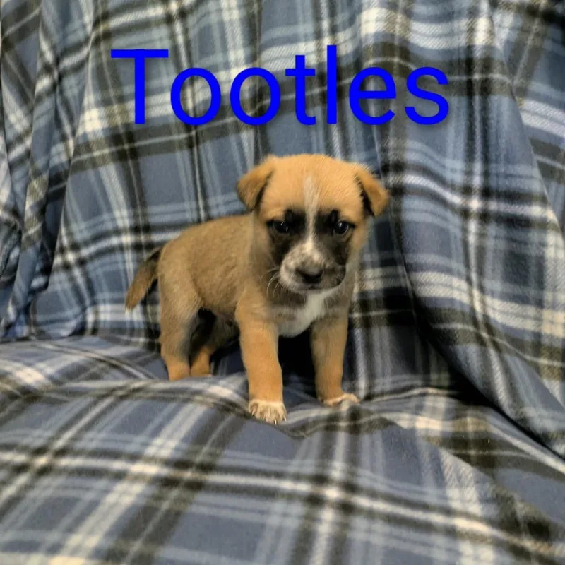 Tootles