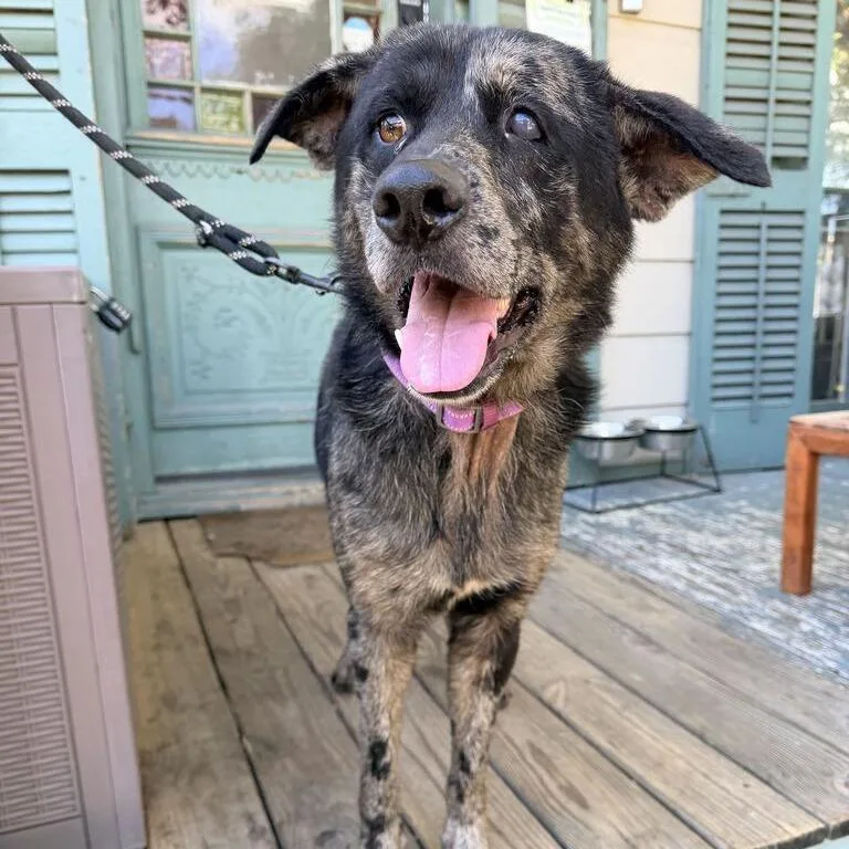 An adult medium-sized male Black Shepherd dog named Bruno Jay for adoption in New Orleans, LA