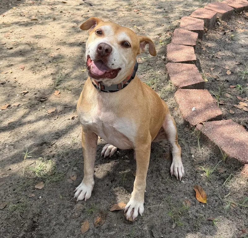 A senior medium-sized male Yellow / Tan / Blond / Fawn Pit Bull Terrier dog named Thor for adoption in Slidell, LA