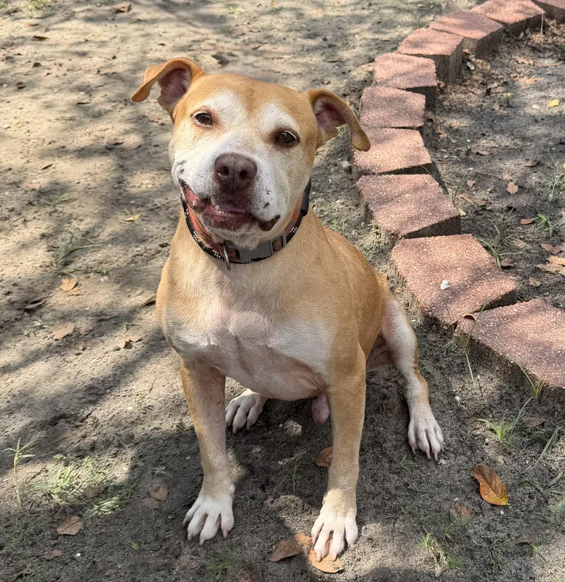Thor thumbnail 3