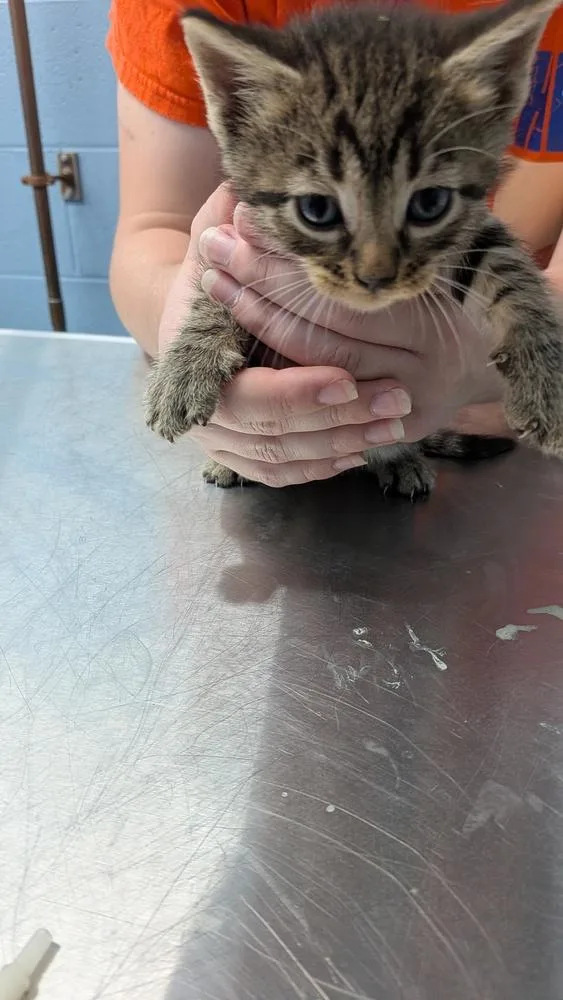 A baby small-sized male Tabby (Brown / Chocolate) Domestic Short Hair cat named Hanwoo for adoption in Evansville, IN