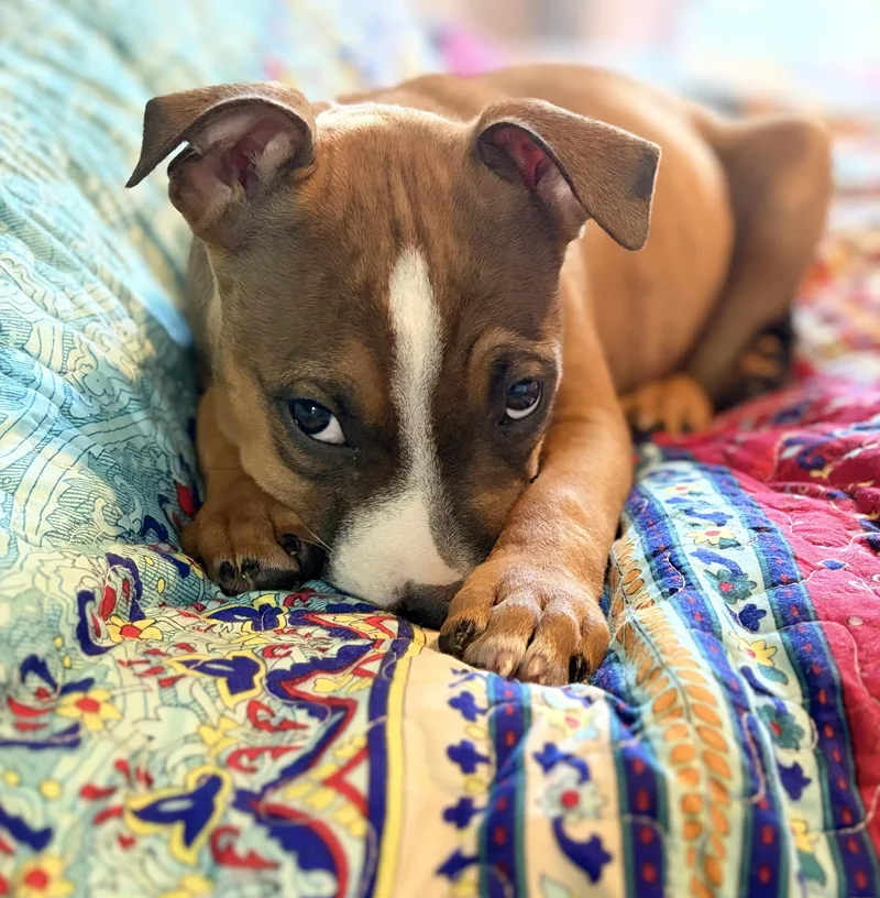 A baby medium-sized male Brown / Chocolate American Bully dog named Louis for adoption in Mansfield, TX