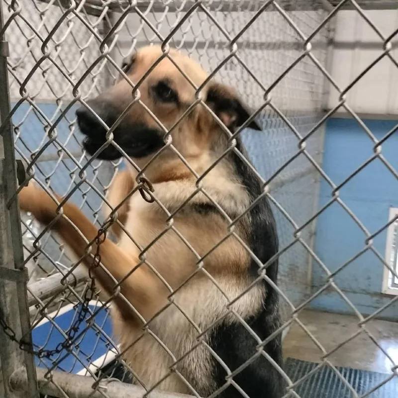 An adult large-sized female Yellow / Tan / Blond / Fawn German Shepherd Dog dog named Gypsy for adoption in Brooksville, KY