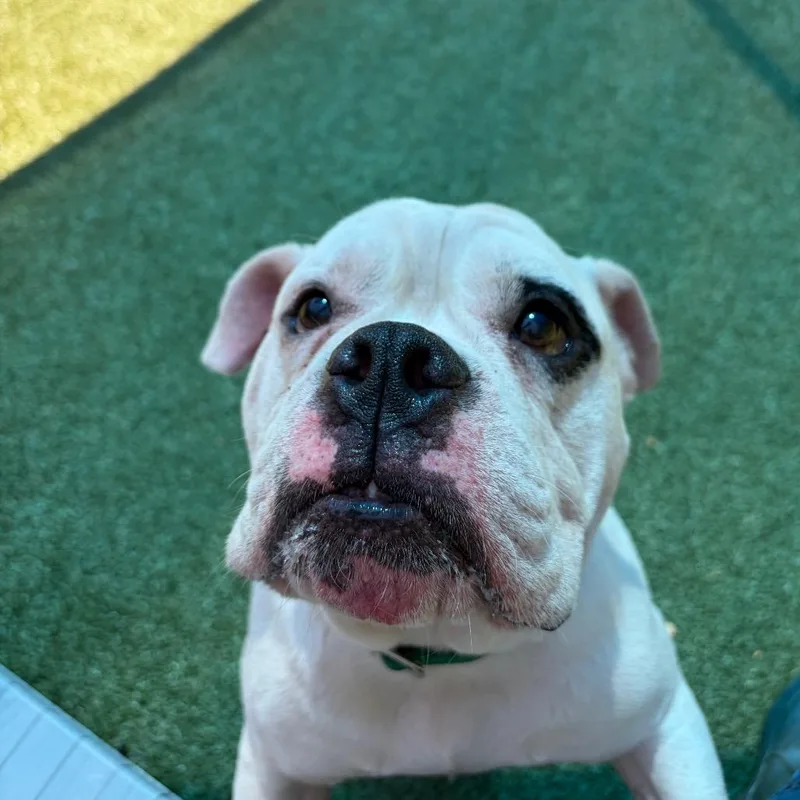 An adult medium-sized male White / Cream English Bulldog dog named Petey for adoption in Greensboro, NC