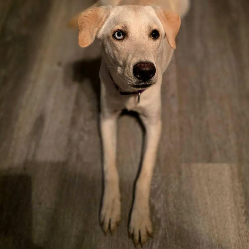 A baby large-sized female Yellow Labrador Retriever dog named Amazing Arra for adoption in La Center, WA