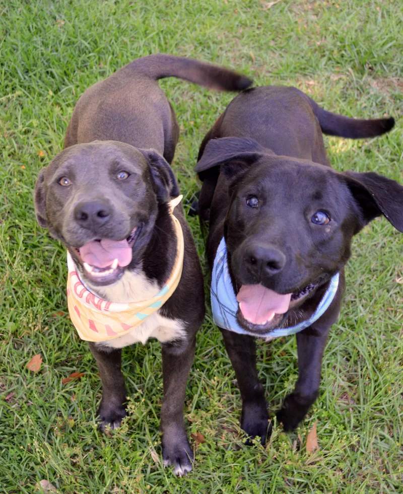A young medium-sized female Gray / Blue / Silver Labrador Retriever dog named Parker & Josie for adoption in Gulfport, MS