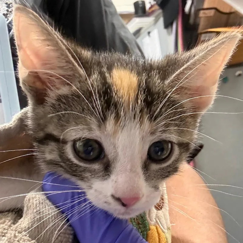 A baby small-sized female Tortoiseshell Domestic Short Hair cat named Marigold for adoption in League City, TX