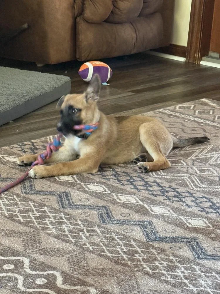 A baby medium-sized male German Shepherd Dog dog named Duke for adoption in Plymouth, MI